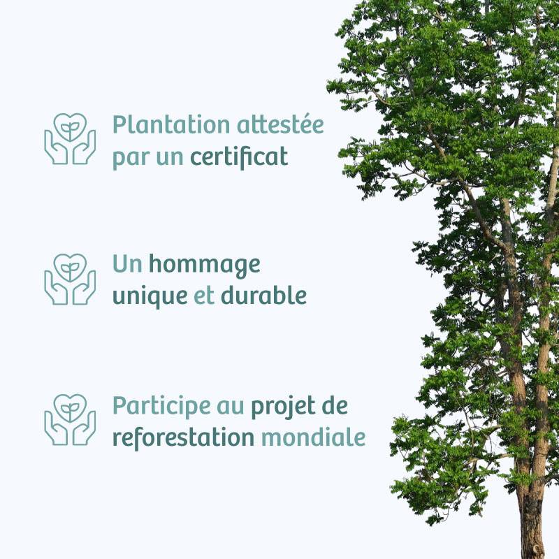 Planter un arbre en hommage à Sr Rémy VERRIEZ